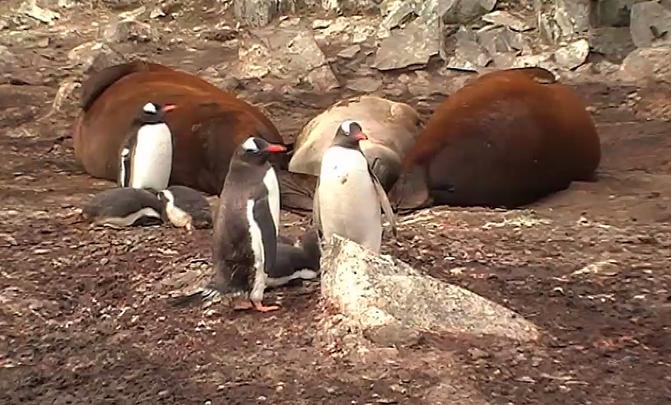 Pinguinos