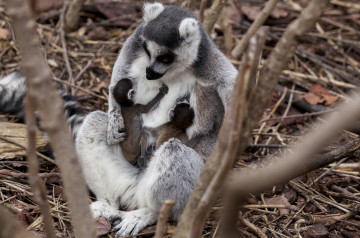 Pinocha con sus crías Pinocha con sus crías