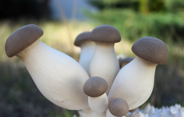 Pleurotus eryngii-seta de cardo_CTICH_bj