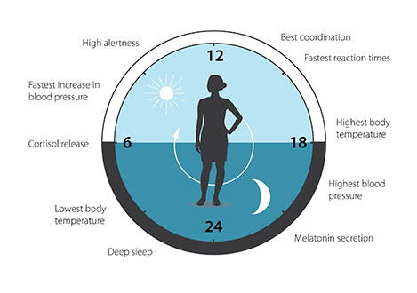 El reloj circadiano anticipa y adapta nuestra fisiología a las diferentes fases del día: patrones de sueño, comportamiento de alimentación, liberación de hormonas, presión arterial y temperatura corporal. / Nobel Prize