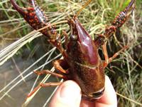 Procambarus_baja