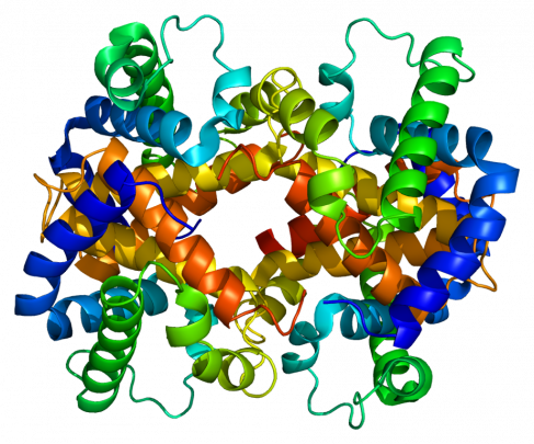 Protein_HBZ_PDB_1jeb