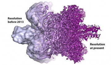 Evolución de la resolución de una biomolécula desde antes de 2013 a la actualidad. / Martin Högbom/The Royal Swedish Academy of Sciences