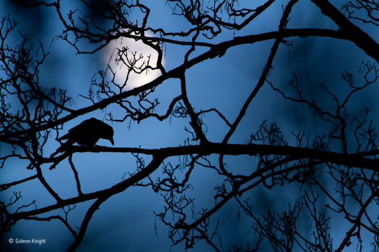 La luna y el cuervo, de Gedeón Knight (Reino Unido). Un cuervo en un árbol en el Parque de San Valentín de Londres / ® Gideon Knight