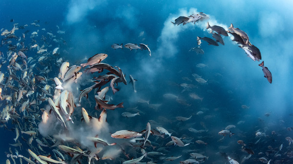 Imagen ganadora en la categoría de fotografía submarina / ® Gideon Knight