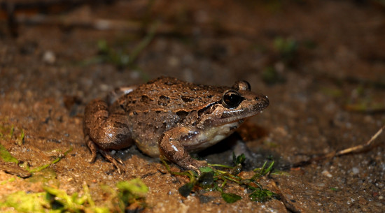 Sapillo pintojo ibérico (Discoglossus galganoi), Grândola (Portugal) / Maria Alho