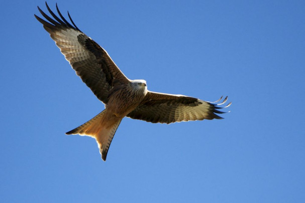 Red_Kite,_Spain