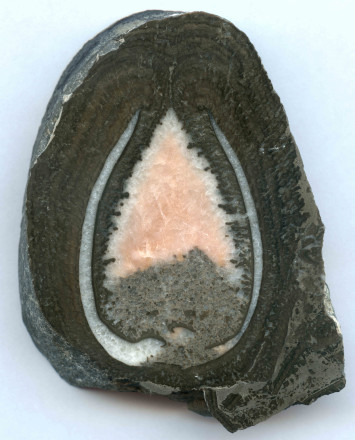 Sección de un fósil bivalvo de agua dulce / IGME