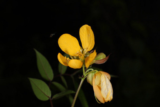 Senna occidentalis, otra de las especies analizadas en el estudio. / CSIC