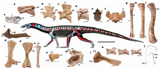 Anatomía esquelética de Teleocrater rhadinus / Sterling J. Nesbitt et al.