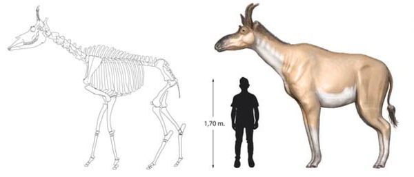 Relación de tamaño entre D. rex y humano // María Ríos / Óscar Sanisidro / Israel M. Sánchez