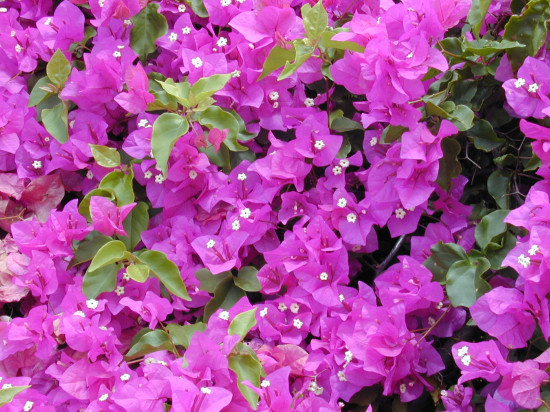 Starr_030418-0058_Bougainvillea_spectabilis