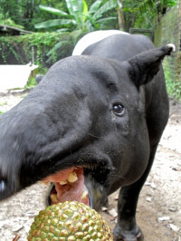 Tapir.experiment 368