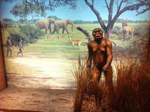 Lucy (Australopithecus afarensis) / SINC