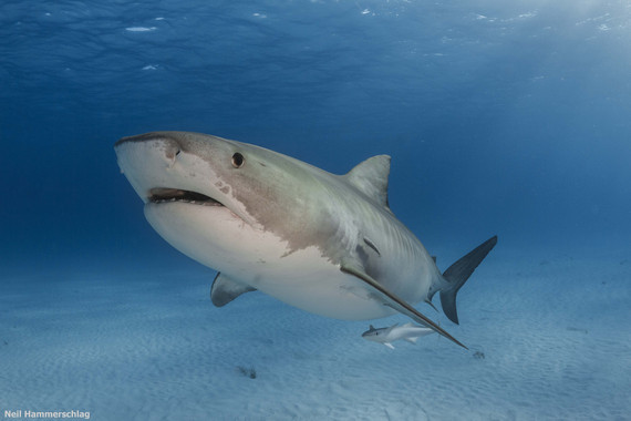 Tiburón tigre