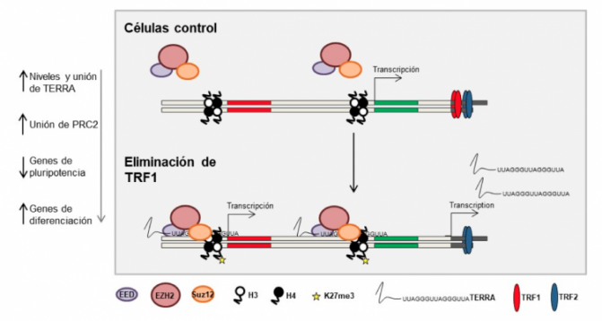 trf1-pluripotencia-cnio-752x402