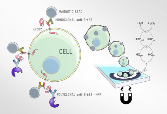 Un-biosensor-permite-la-deteccion-electroquimica-de-marcadores-de-cancer_image_380
