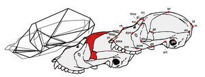 Un-estudio-geometrico-analiza-la-peculiar-anatomia-craneal-de-los-monos-aulladores1_large