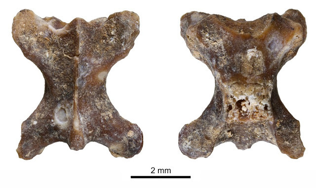 vertebres-llangardaix-murcia-p