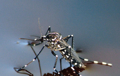 Proyecto Aedes, prevenir y erradicar enfermedades