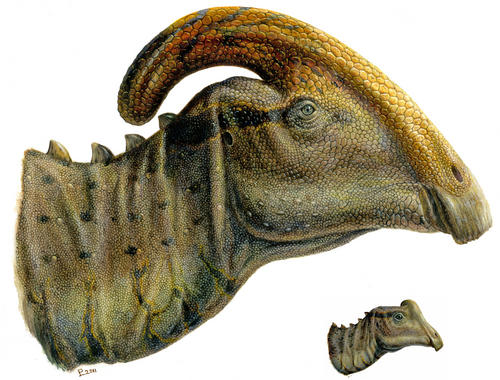 <p>El análisis microscópico de los huesos reveló que estos dinosaurios pasaban de ser tan pequeños como un niño a medir dos metros en menos de un año./ Raymond M. Alf Museum of Paleontology</p>