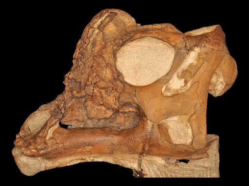 <p>El cráneo de Joe, la cría de dinosaurio, muesta una protuberancia que dará lugar a una cresta en su madurez./ Raymond M. Alf Museum of Paleontology</p>