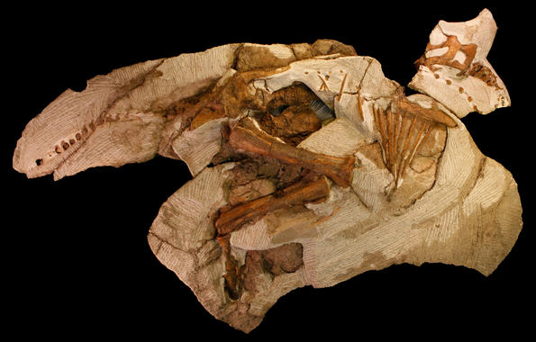<p>El esqueleto fósil de Joe constituye los restos más jóvenes y completos encontrados hasta la fecha de los dinosaurios <em>Parasaurolophus./ </em>Raymond M. Alf Museum of Paleontology</p>
