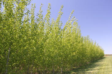 Árboles híbridos de álamo para la creación de biomasa celulósica en la Estación Biológica Kellogg (KBS) en Michigan (EE UU). Imagen: Universidad Estatal de Michigan. Árboles híbridos de álamo para la creación de biomasa celulósica en la Estación Biológica Kellogg (KBS) en Michigan (EE UU). Imagen: Universidad Estatal de Michigan.