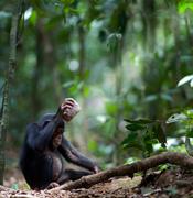 Un chimpancé (Pan troglodytes) rompiendo nueces. Imagen: Luncz et al. Current Biology  