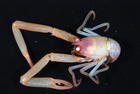 Uroptychus Sp Squat Lobster.