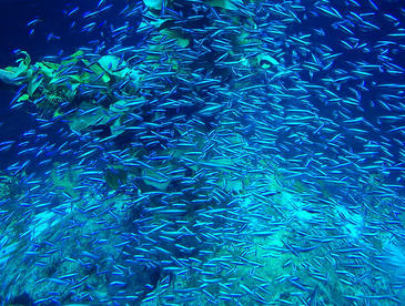 Banco de peces