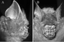 Vistas frontales A) y B laterales) de las orejas y la nariz de un Hipposideros Griffini.
