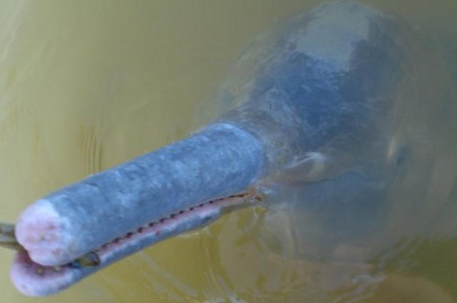 Ejemplar del delfín del río descubierto en Araguaia (Brasil). / bbc.co.uk.