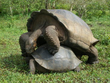 Galápagos, tortugas, islas, especie