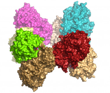 <p>Estructura tridimensional de la invertasa. / CSIC</p>