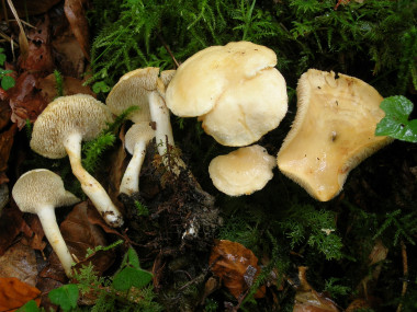 <p><em>"Hydnum</em><em> vesterholtii". /UPV / EHU</em></p>