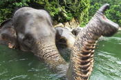 Elefantes de Sumatra.