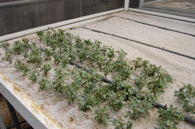 <p>Salados blancos en fase de crecimiento en el invernadero.</p>