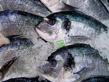 Los investigadores analizaron las respuestas biológicas de más de 600 especies de peces marinos. Imagen: Quinet Los investigadores analizaron las respuestas biológicas de más de 600 especies de peces marinos. Imagen: Quinet