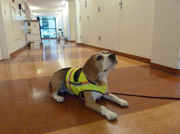 Cliff, un beagle de dos años, fue entrenado durante dos meses. Imagen: British Medical Journal. 