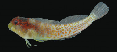 <p>A diferencia de otros trambollos, la nueva especie posee puntos rojos a lo largo de su cuerpo. / H. Pinheiro. </p>