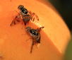 Estudiar el cerebro de la mosca de la fruta para entender funciones complejas del sistema nervioso