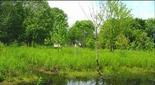 Fig. 2: Mismo entorno tras la recuperación del ecosistema en Beaver Swamp, New York. 