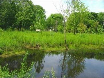 Fig. 2: Mismo entorno tras la recuperación del ecosistema en Beaver Swamp, New York. 