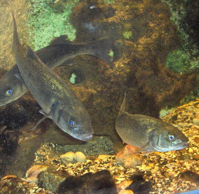 <p>Un reciente estudio con lubinas describe el funcionamiento de un mecanismo genético entre la temperatura y la determinación sexual del animal. Imagen: Georges Jansoone</p>