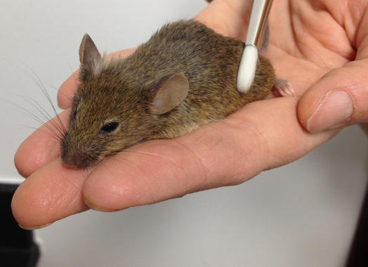 <p>El equipo utilizó un pincel diseñado para simular el tipo de caricias que estos animales pueden sentir Imagen: D. Anderson lab, Caltech</p>