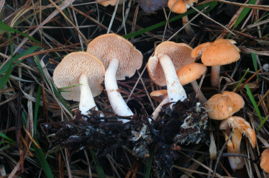 <p><em>"Hydnum ovoideisporum". / UPV / EHU</em></p>