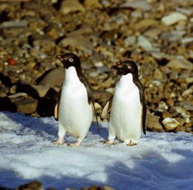 <p>Pingüino Adelia. Imagen:Martin Rauschert</p>