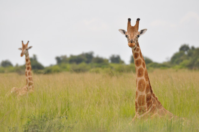 Jirafa Nubia en Murchison Falls NP, Uganda / Giraffe Conservation Foundation (GCF)