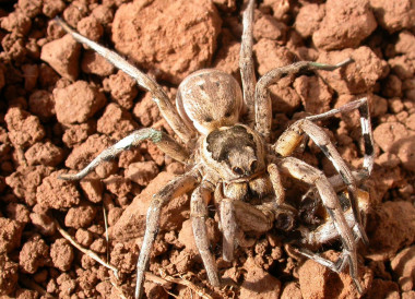 <p>An image of a Mediterranean tarantula, <em>Lycosa hispanica</em><em> / Eva de Mas</em></p>